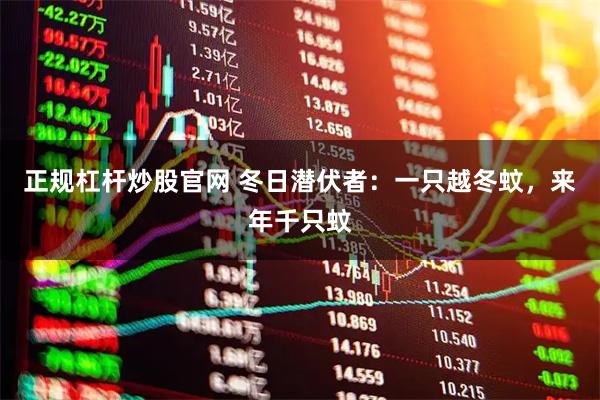 正规杠杆炒股官网 冬日潜伏者：一只越冬蚊，来年千只蚊